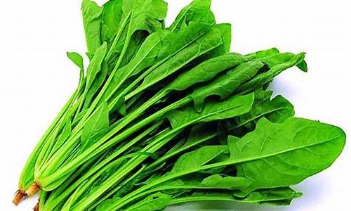 菠菜公司网站:菠菜吧:LOL游戏全面介绍