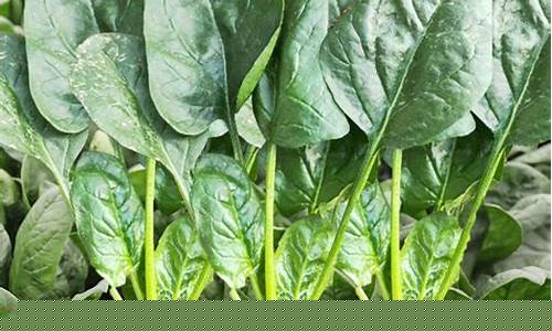 当今最受欢迎的电竞游戏之一，《英雄联盟（LOL）》，吸引了无数玩家的热情参与和追捧。对于那些想要通过菠菜（赌博）网站提升游戏体验的玩家来说，了解可靠的菠菜地址大全至关重要。本文将详细介绍一些可信赖的菠